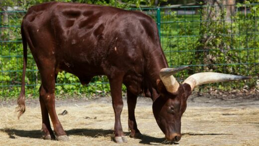watusi parc casteil