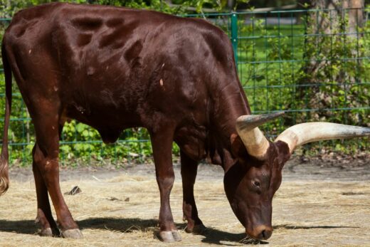 watusi parc casteil