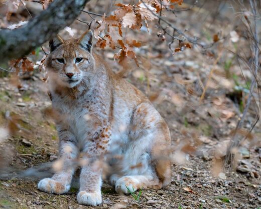 Plus de 300 animaux à découvrir…
