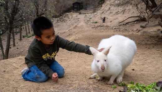 Més de 300 animals per descobrir&#8230;