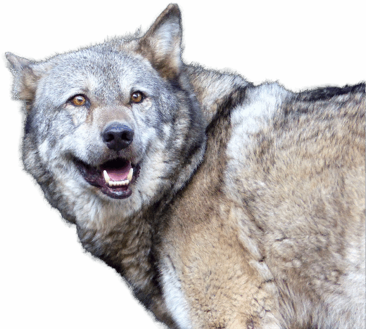 Plus de 300 animaux à découvrir…